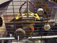 Çift Sevda Papağanı Komple Eşyalarıyla Kafesiyle Verilecek