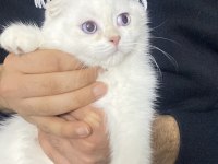 2.5 Aylık Scottish Erkek Acil Yuva