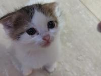 Cins ve kırma kedi karışımıdır sahibini bekliyor