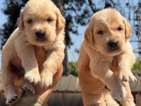 Golden retriever yavrularımız büyüdü