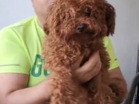 Korekan Toy Poodle Bebekleri