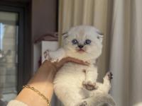 Scottish ve brıtısh yavrularımız yeni sahiplerini arıyor