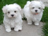 Ev doğumu maltese bebek köpekler