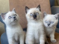 Yavru British Blue & Chocolate Point