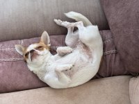 Dişi Tea Cup Yetişkin Chihuahua