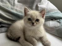 British shorthair 2 aylık erkek