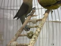 Sevda Papağanı Çift 2 Yaşında