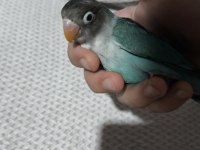 Yeni Yeme Düşmüş Evcil Cennet Papağanı