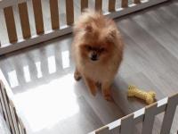 Pomeranian 6 Aylık