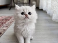 Orjinal en tatlı british longhair bebekler