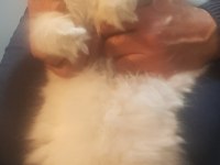 British Shorthair Sağlıklı Eğitimli Yavrular Yeni Yuvasını Arıyor