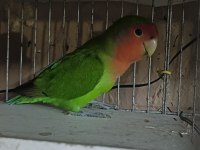 Takım Sevda Papağanı