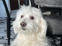 Maltese Terrier 1.5 Yaşında