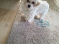 4 aylık maltipoo