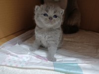 Kedilerimiz Yeni Yuvalarını Arıyorlar