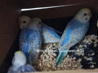 İstanbul İçi Adrese Teslim Kapıda Ödeme Muhabbet Kuşu