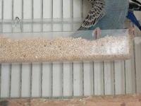 Rainbow Violet Takım Ve Blackface Takım Muhabbet Kuşu