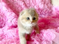 3 Adet Dişi Kedimiz