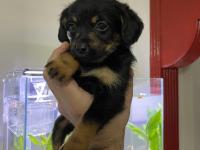 Dachshund ve maltipoo melezi yavru bebek