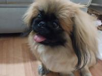 5-6 Ay Erkek Pekinez