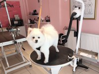 6 aylık tuvalet eğitimli acil pomeranian