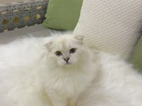 Özel Scottish Fold Erkek