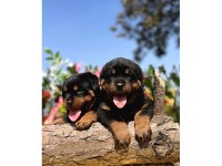 Koca Kafa Rottweiler Yavrular
