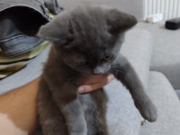 2.5 Aylık Dişi British