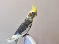 Sultan Papağanlar Sahiplendirilecektir