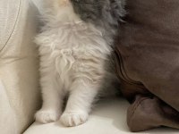 50 Gün Dişi Exotic Kedimiz