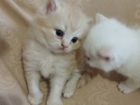 British bebek kediler