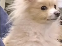 Pomeranian boo 1,5 yaşında sahibinden