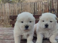 Chow Chow Yavru Köpekler