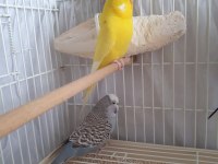 Üretime Hazır Muhabbet Kuşu Çifti Büyük Boy Kafes Seti