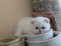 Sevimli scottish fold kedim