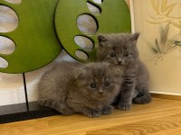 Muhteşem kalite british shorthair kediler