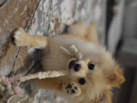 Dişi Pomeranian Köpeğimiz Sahiplendireceğiz