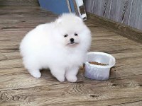 Pomeranian boo köpekleri