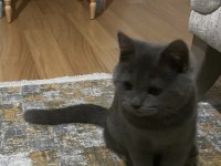 Acil Uygun Fiyat Satılık British Shorthair