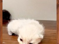 2 Beyaz Ve 2 Gri British Shorthair