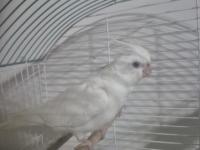 Albino Sultan Papağanı