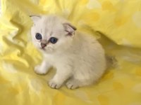 Silver Point Ns1133 Safkan Orjinal Scottish Fold Mavi Gözlü