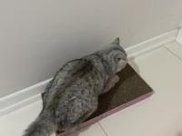 8 Aylık Kedime Ücretsiz Olacak