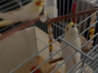 Kırmızı Göz Takım Sultan Papağanı