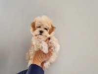 F2 Maltipoo Yavruları