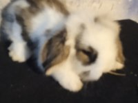 Teddy Lop Tavşan Yavrular