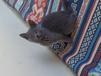 British Shorthair Çok Uysal