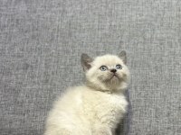 Blue point british shorthair yavrumuz yeni yuvasını arıyor