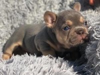 Exotic French Bulldog Yavruları