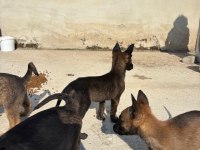 A Kalite Maskeli Belçika Kurdu